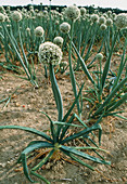 Flowering onion crop grown for its seed
