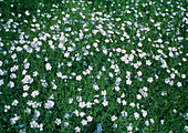 Field of flax (Linum usitatissimum)