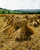 Harvested cereal crop