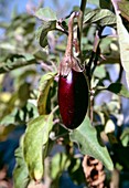 Organic aubergine plant
