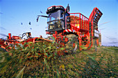 Sugar beet harvesting