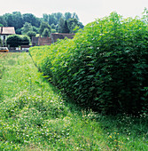 Field of hemp