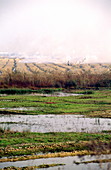 Stubble burning