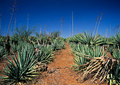 Sisal plantation