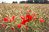 Poppies in a wheat field