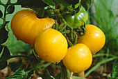 Yellow tomatoes on the vine