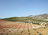 Olive groves