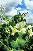Cultivated pea flowers