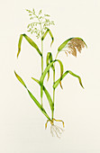 Proso millet (Panicum miliaceum),artwork