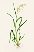 Wild rice (Zizania aquatica)