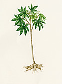 Cassava (Manihot esculenta)