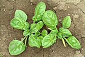 Spinach plants