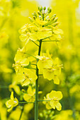 Oil seed rape (Brassica napus)