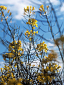 Oil seed rape (Brassica napus)