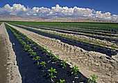 Sweet pepper cultivation