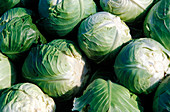 Cabbage crop