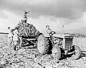British women farming in WWII