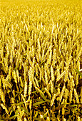 Wheat (Triticum sp.)