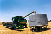 Harvesting grain