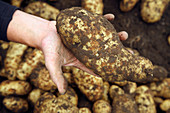 Potato harvest