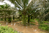 African oil palm plantation