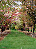 Cherry orchard (Prunus sp.)