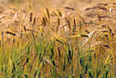 Ripening barley crop