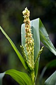 Maize flower