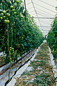 Tomatoes grown hydroponically