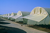 Covered desert farm in Kuwait