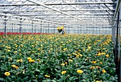 Glasshouse cultivation of Transvaal daisies