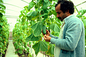 Coolhouse cultivation of cucumbers