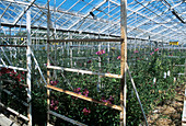 Alstroemeria cultivation