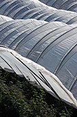 Polytunnels growing raspberry plants