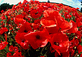 Cultivated poppies ,Papaver sp.,in a field