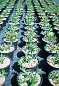 Plant seedlings