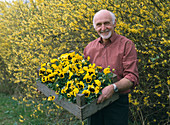 Gardener with pansies