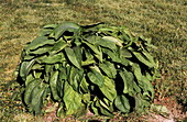 Composting comfrey leaves