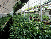 Orchid nursery
