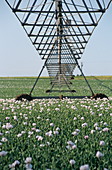 Poppy field irrigation