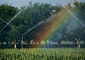 Irrigation and rainbow