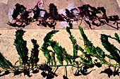 Invasive seaweed control