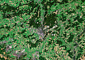 Luxembourg city,satellite image