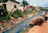Polluted drainage channel in a favela in Brazil