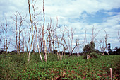 Dead birch trees