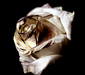 Burnt tea rose