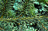 Healthy branch of Sitka spruce