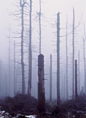 Acid rain-damaged trees: Karkonoski Nat.Pk,Poland