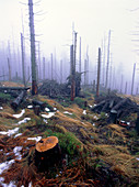 Acid rain-damaged trees: Karkonoski Nat.Pk,Poland