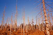 Trees killed by acid rain,Czech Republic